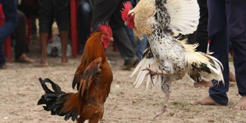 cách bắt kèo đá gà cách bắt kèo đá gà