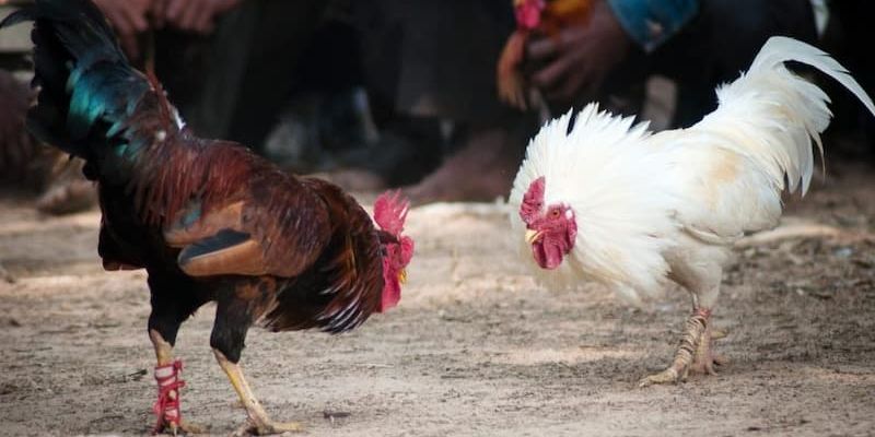 cách bắt kèo đá gà cách bắt kèo đá gà