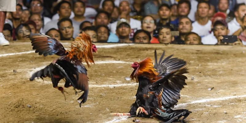 Đá gà cựa sắt Đá gà cựa sắt