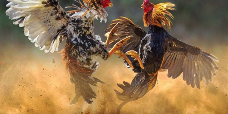 Đá gà cựa sắt Đá gà cựa sắt