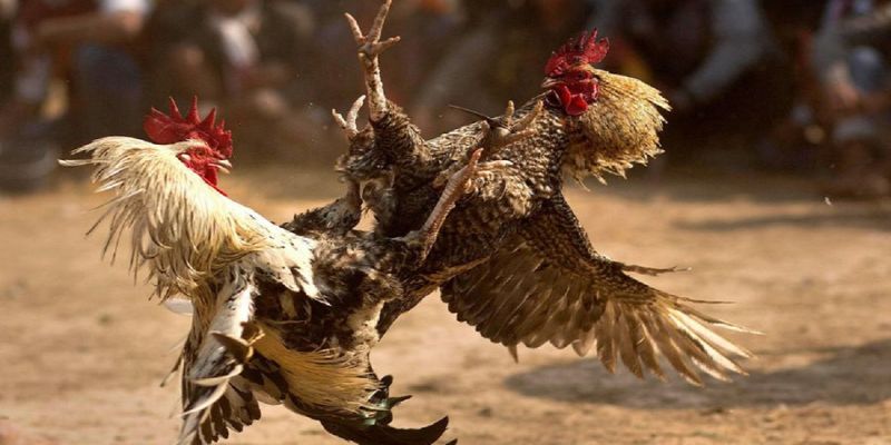 Đá gà đòn thomo Đá gà đòn thomo