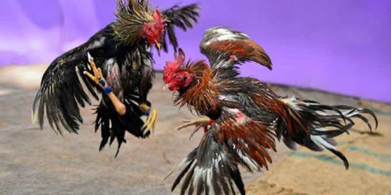 Đá gà đòn thomo Đá gà đòn thomo