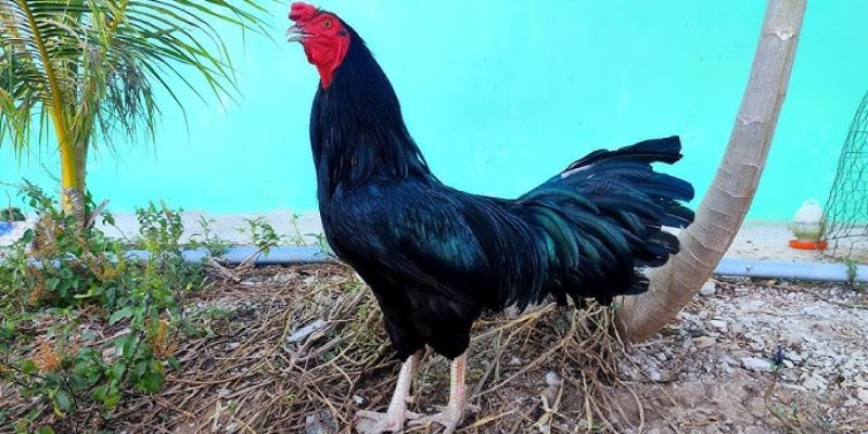 Gà ô chân trắng Đặc điểm của dòng gà ô chân trắng