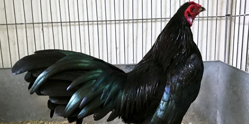 Gà ô chân trắng Cách chăm sóc gà ô chân trắng